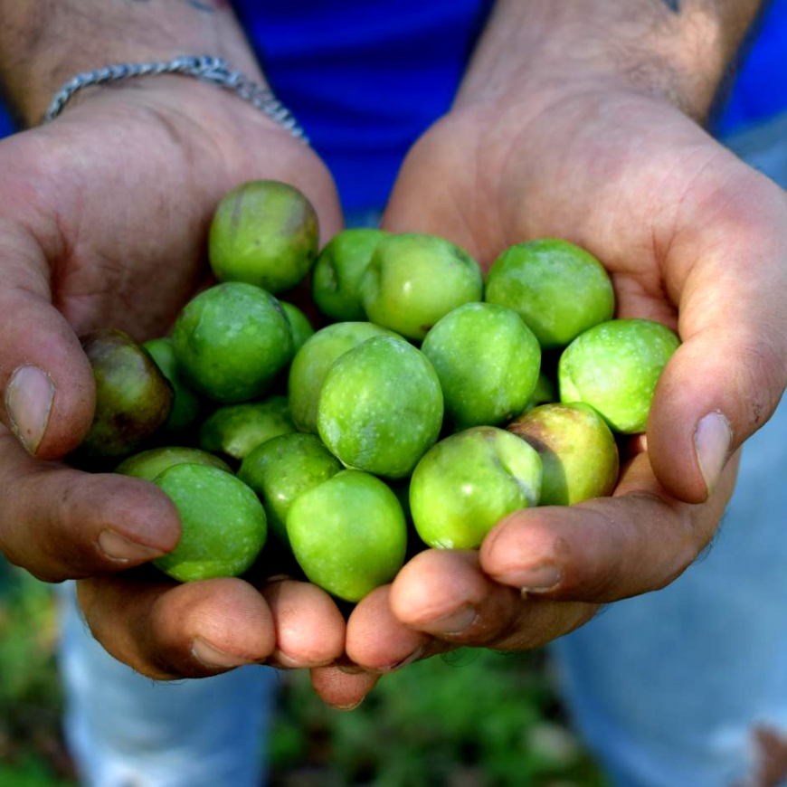 Oro Verde Azienda biologica di lorenzo di Castelvetrano, provincia di Trapani. Produciamo farine da grani antichi siciliani, pasta ed olio extravergine di oliva.